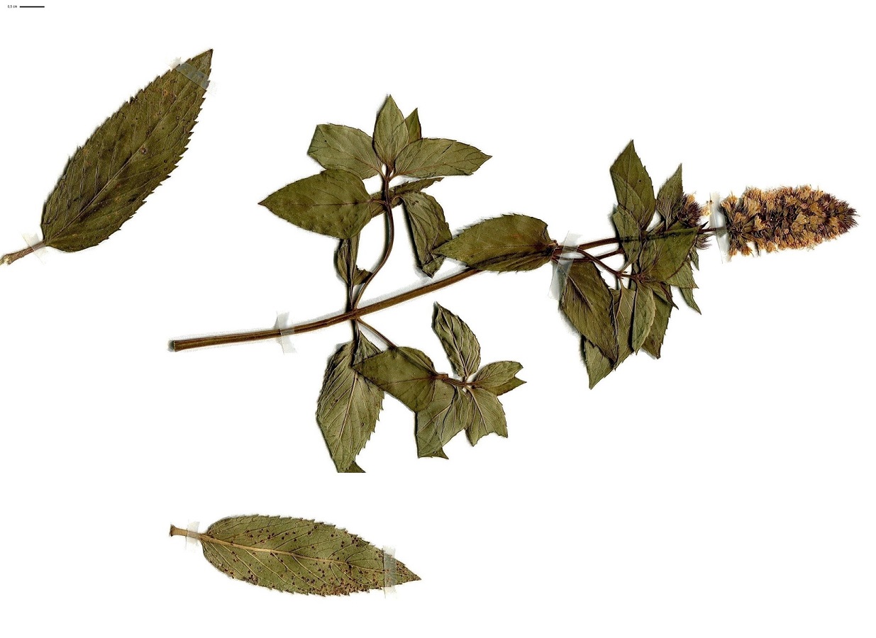 Mentha x piperita (Lamiaceae)